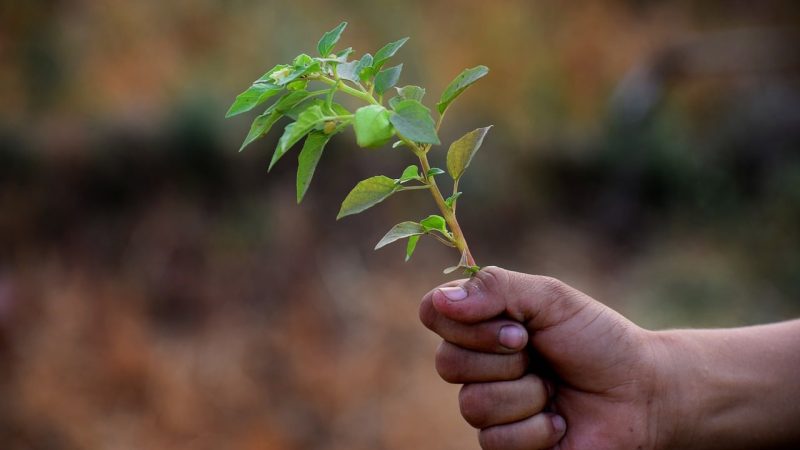 植物大战僵尸杂交版修改器安装与环境配置教程 配图