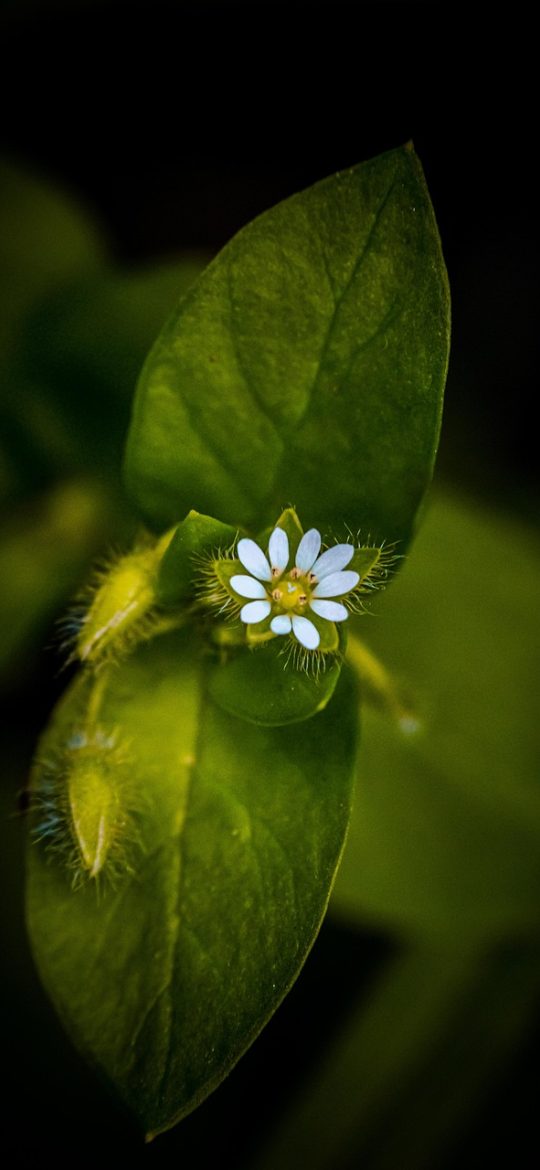 植物大战僵尸杂交版修改器 植物大战僵尸杂交版修改器首页界面，深色背景上排列着配置卡片与最近编辑记录，顶部显示当前版本号与本地存档状态，整体氛围安静克制