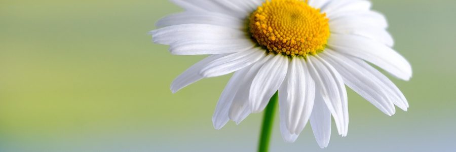 植物大战僵尸杂交版无敌模式激活后的游戏画面，植物周围有金色光环保护效果，修改器面板显示速度倍率设置为1.5x